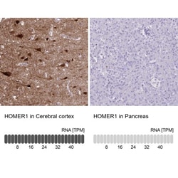 HOMER1 Antibody, Novus Biologicals 25 &mu;L, Unlabeled:Antibodies, Polyclonal